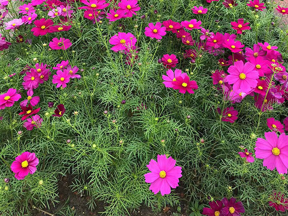 淮南爱情鲜花-商住小区绿化